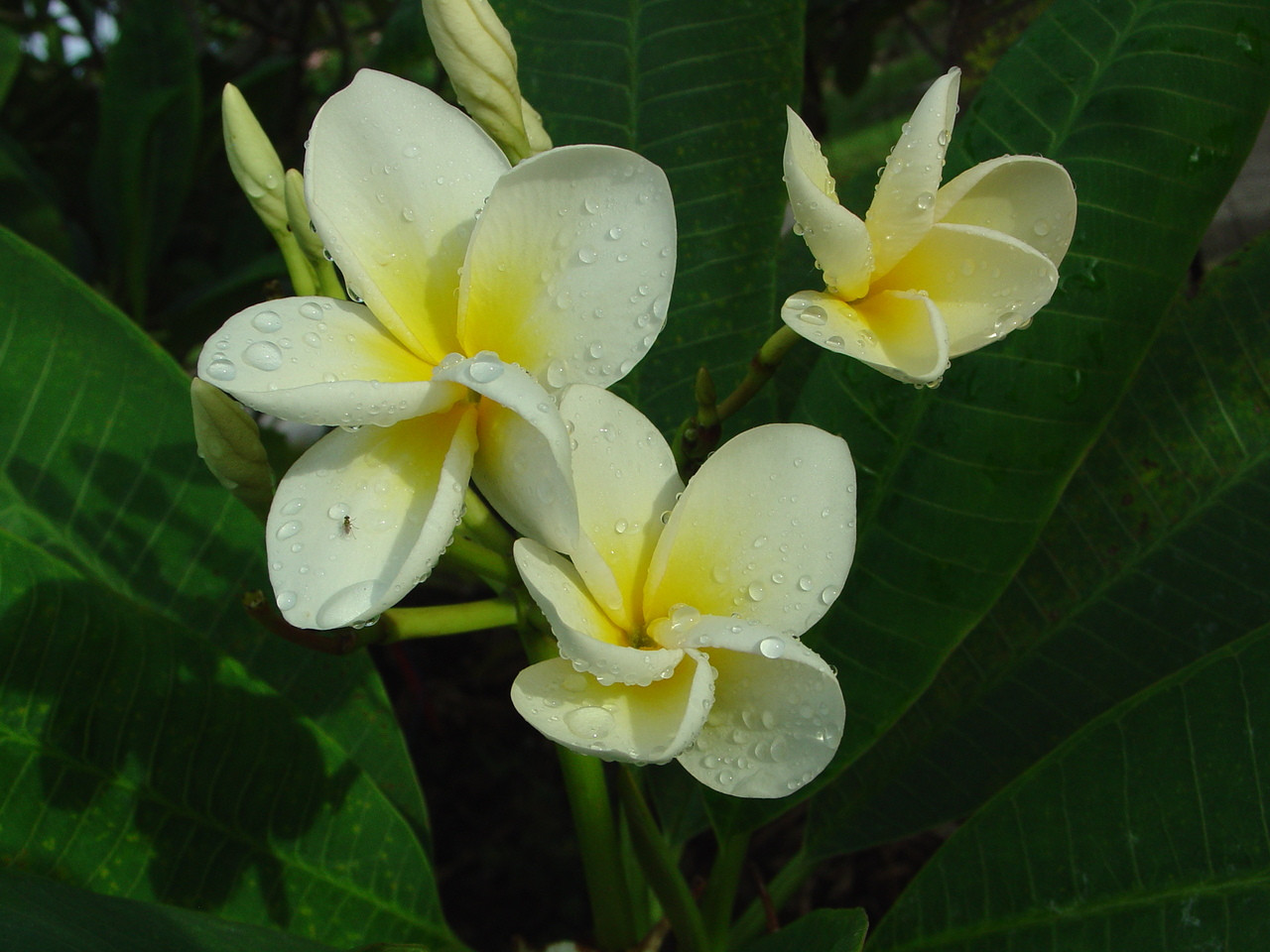 Chocolate-3__19814.1733420966.