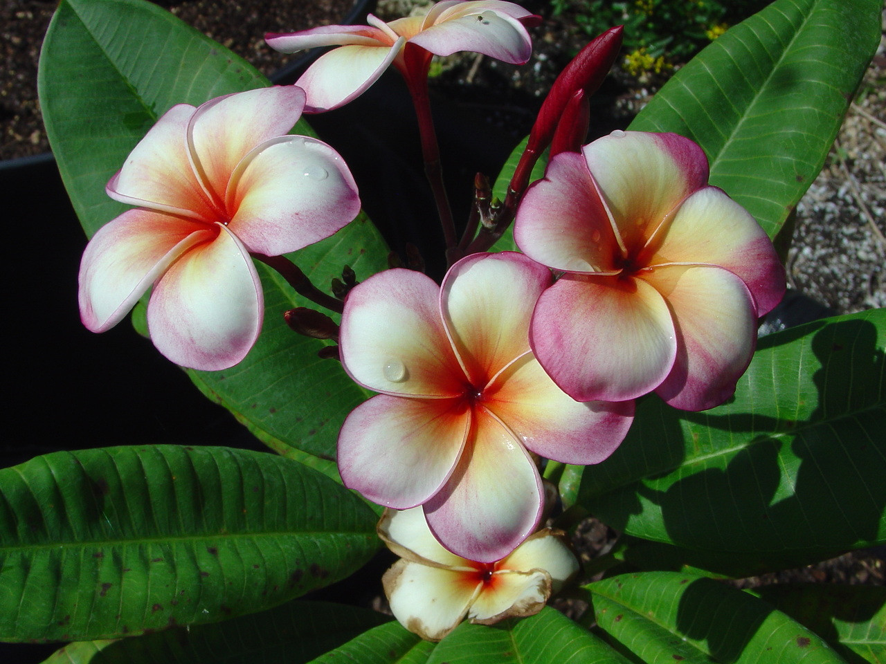 J4 Plumeria aka Thong Tavee Koon