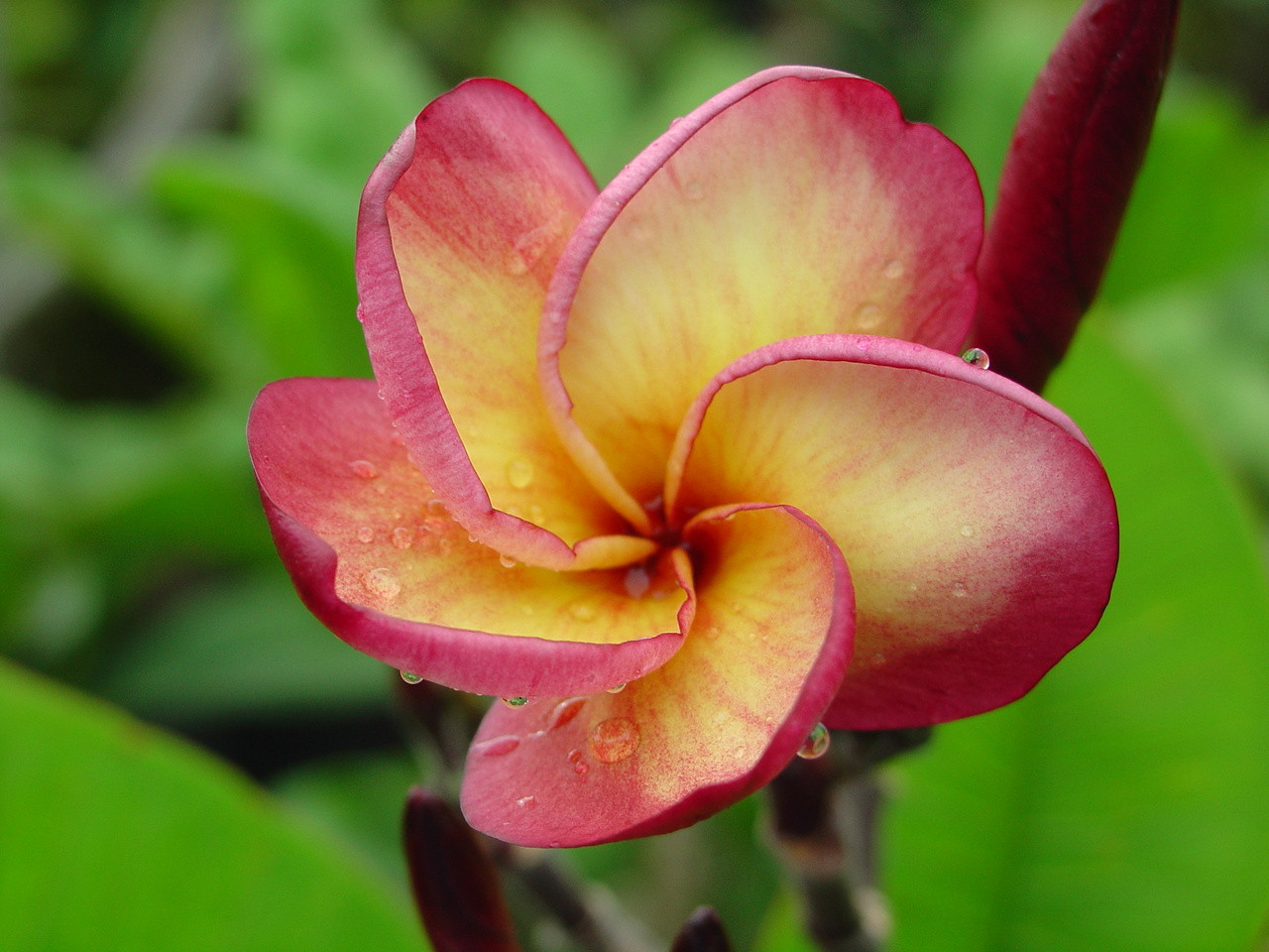 【363】plumeriaページ 363】plumeriaページ Gabrielle plumeria – Landz.us