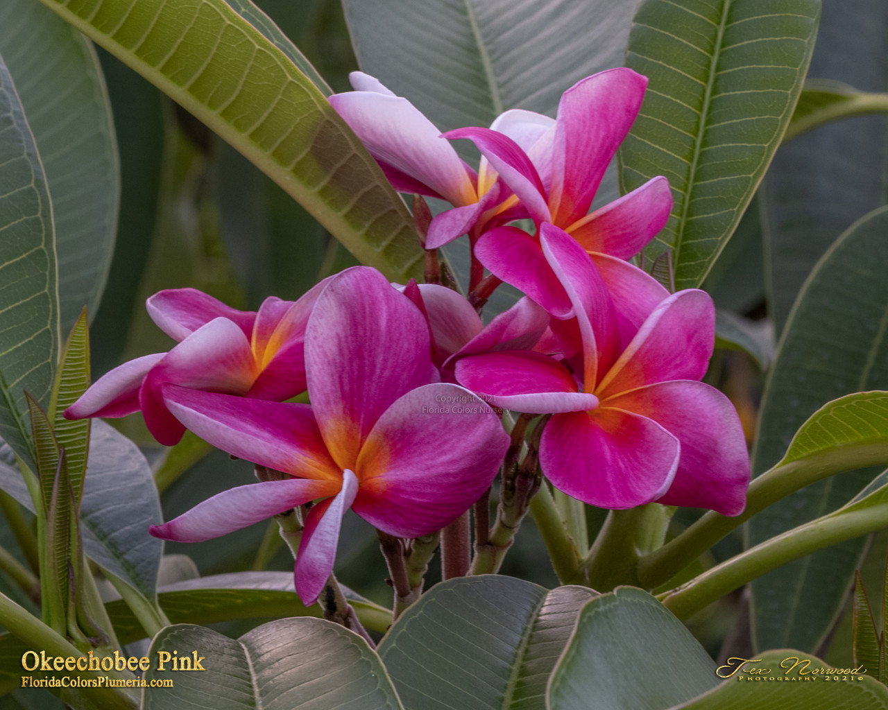 Okeechobee Pink Plumeria Introduced by Florida Colors Nursery