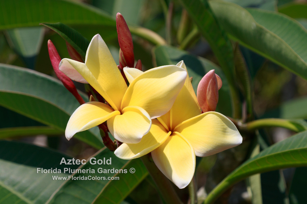 Esqueje De Plumeria (Frangipani) Aztec Gold - Planta Tropical Con Flor Amarillo-dorada Y Aroma Intenso