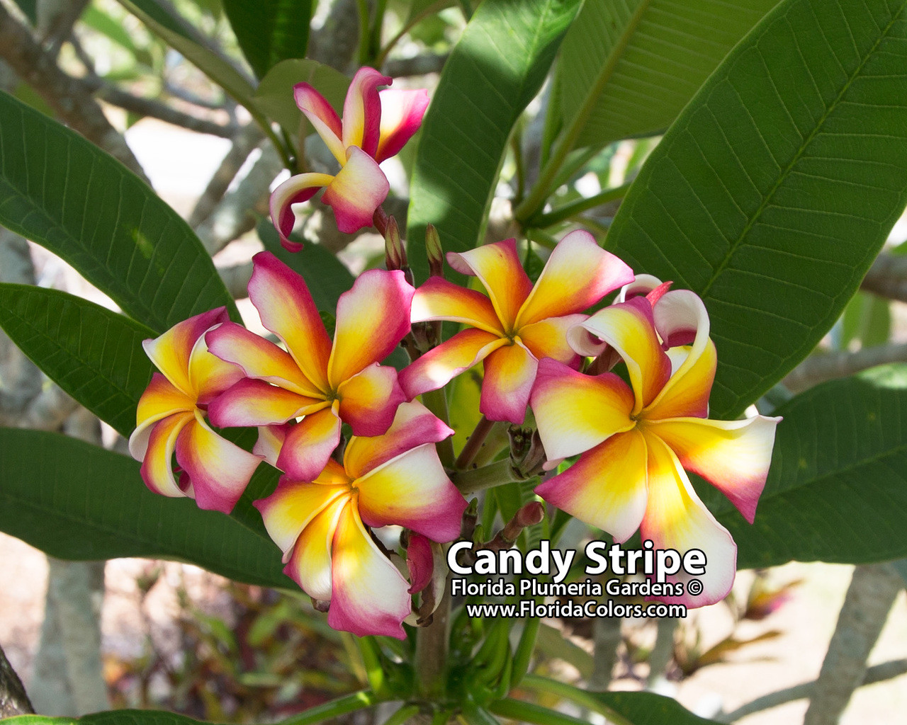 Hawaiian Plumeria Cutting – Double Head 10inch Unrooted – Candy Stripe Original – Fresh From Big Island