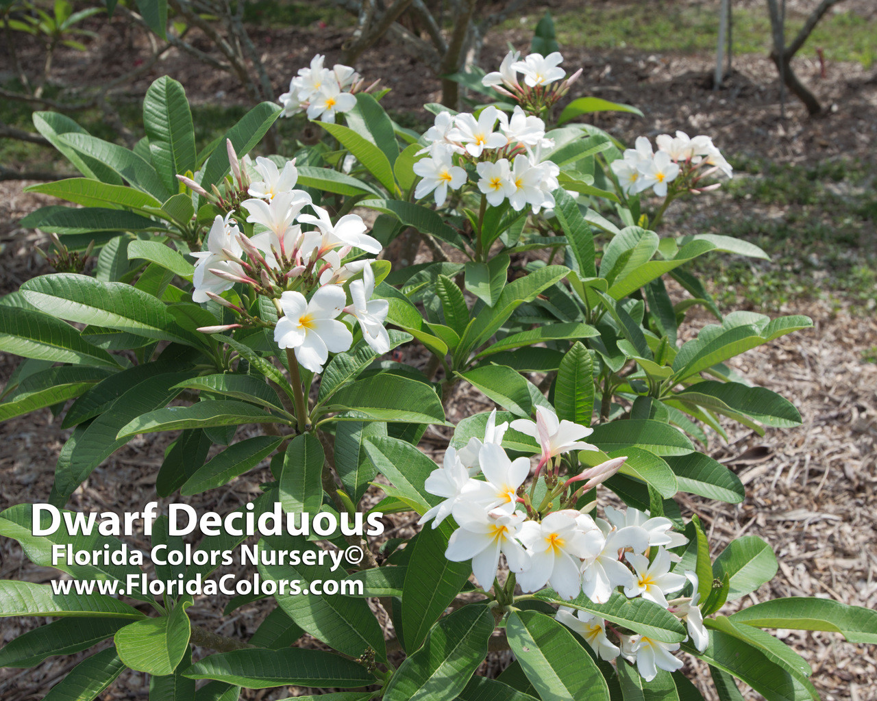 Dwarf Deciduous Plumeria