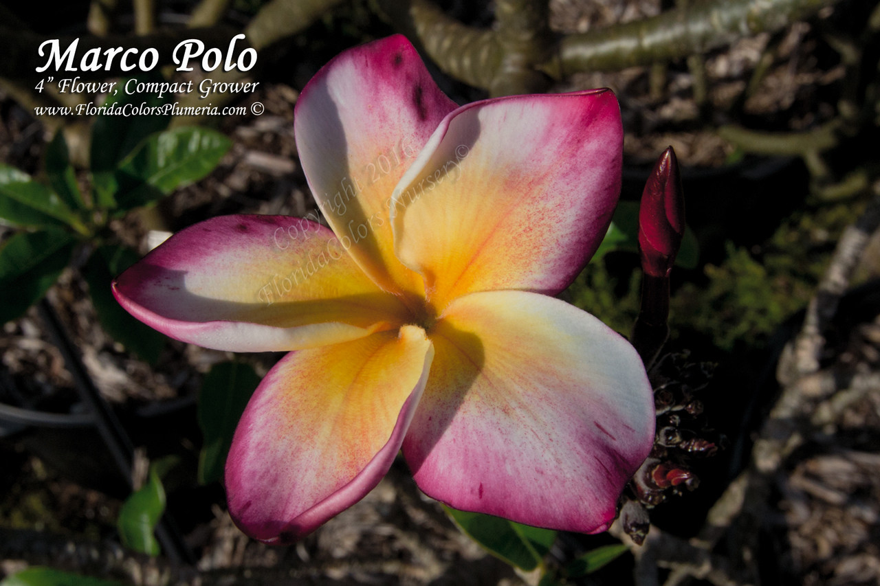Marco Polo Plumeria Introduced by Jungle Jack