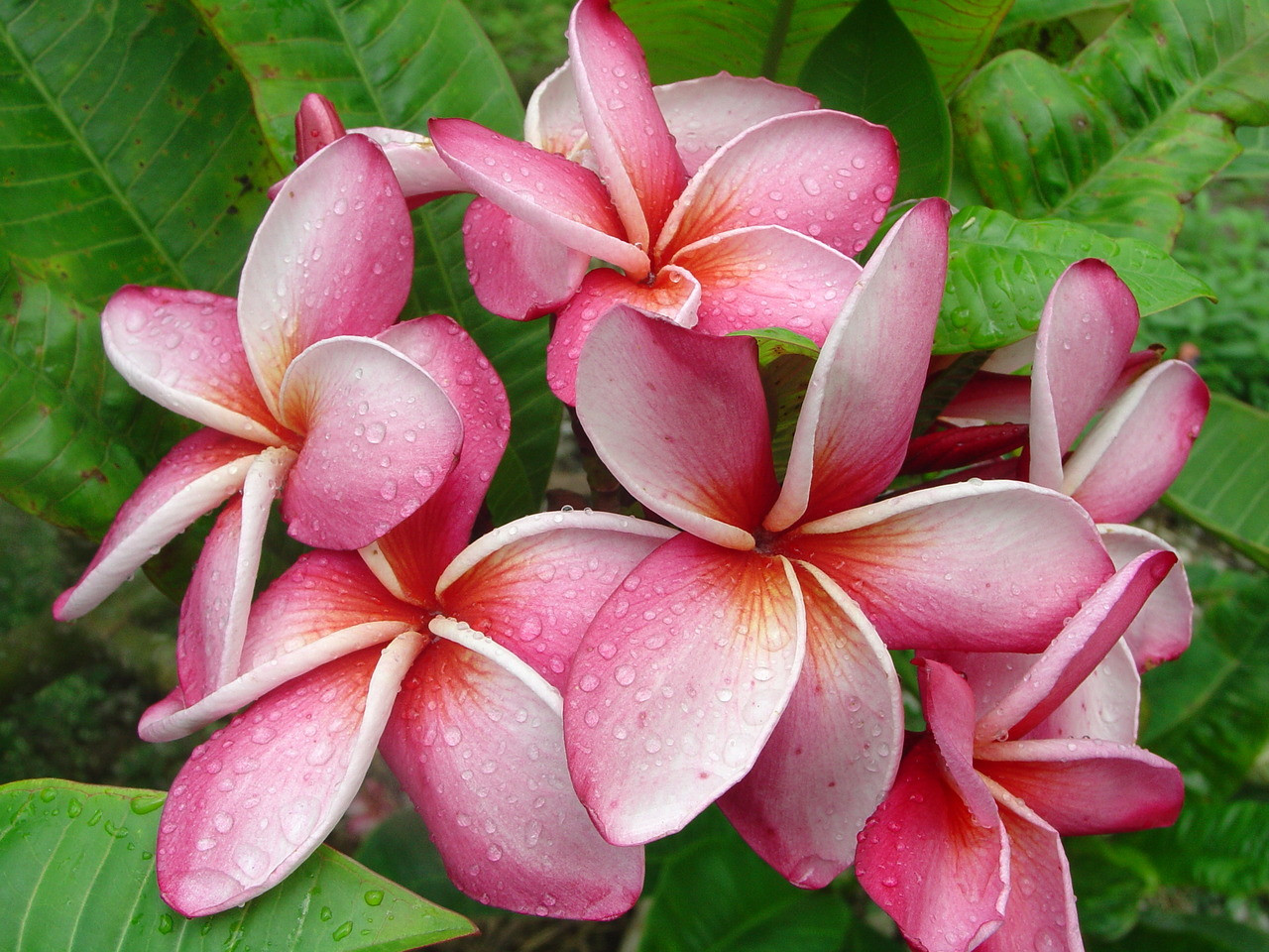 Mary Moragne Plumeria