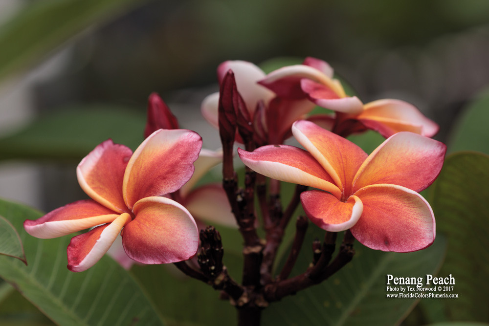 Penang Peach Plumeria