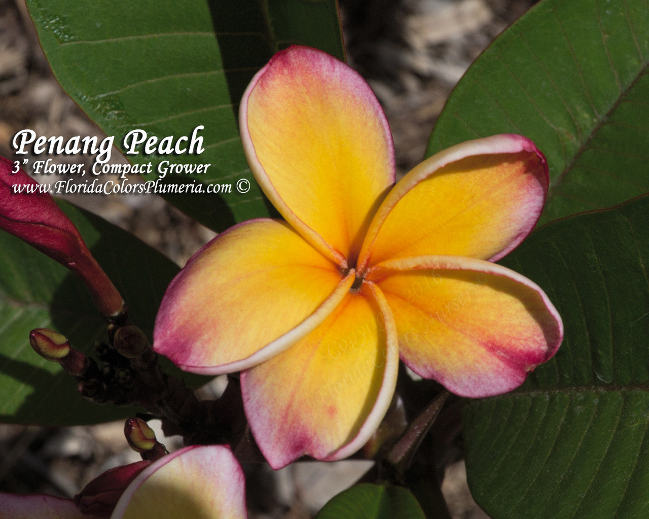Penang Peach Plumeria