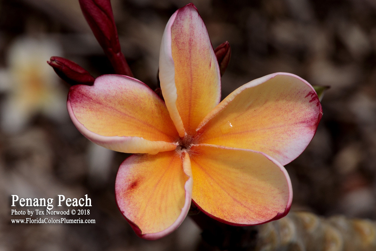 Penang Peach Plumeria