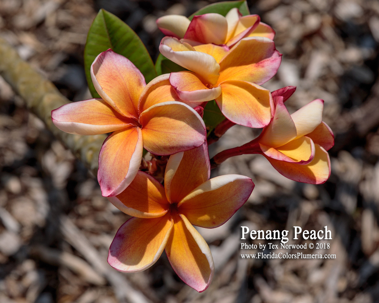 Penang Peach Plumeria