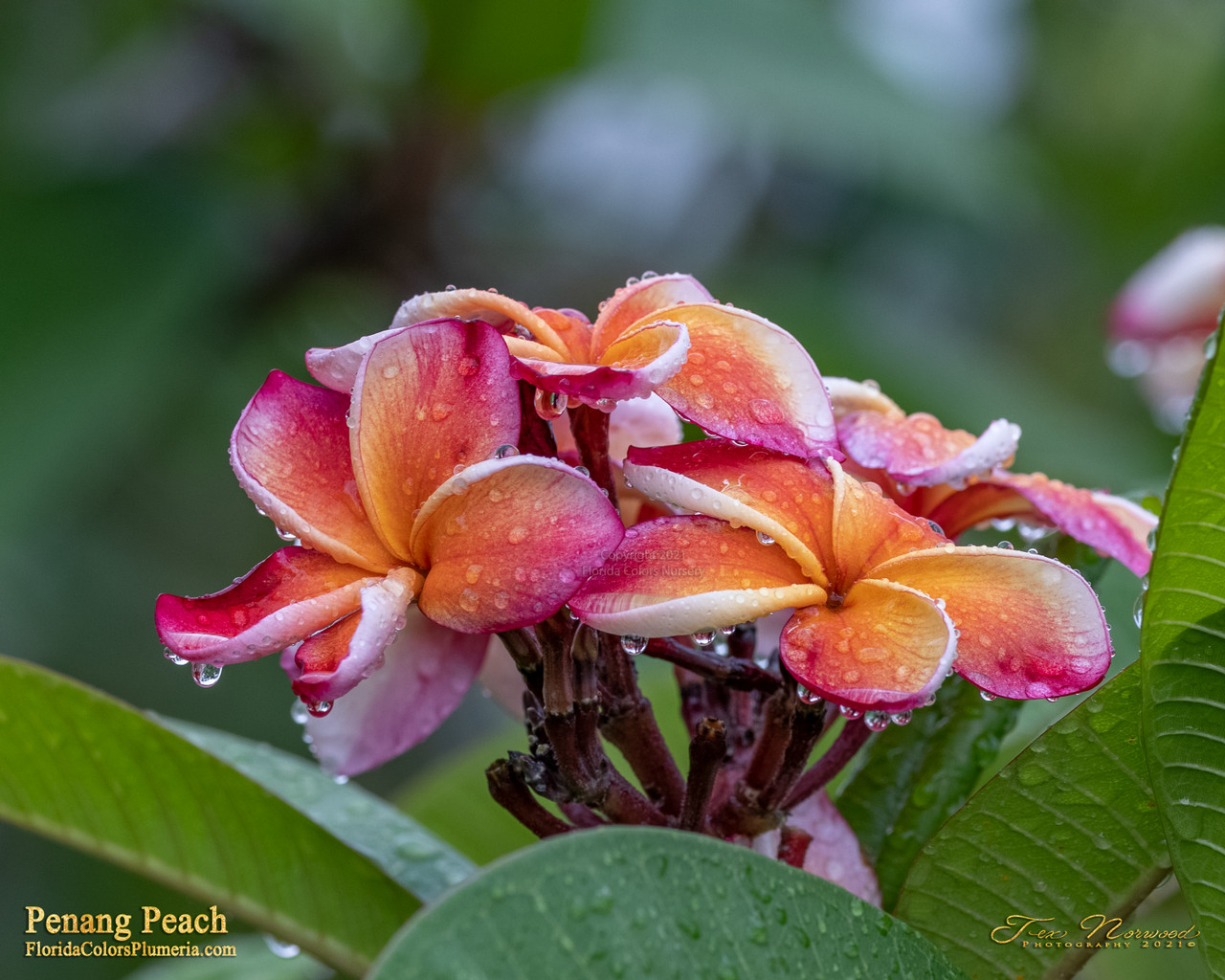 Penang Peach Plumeria