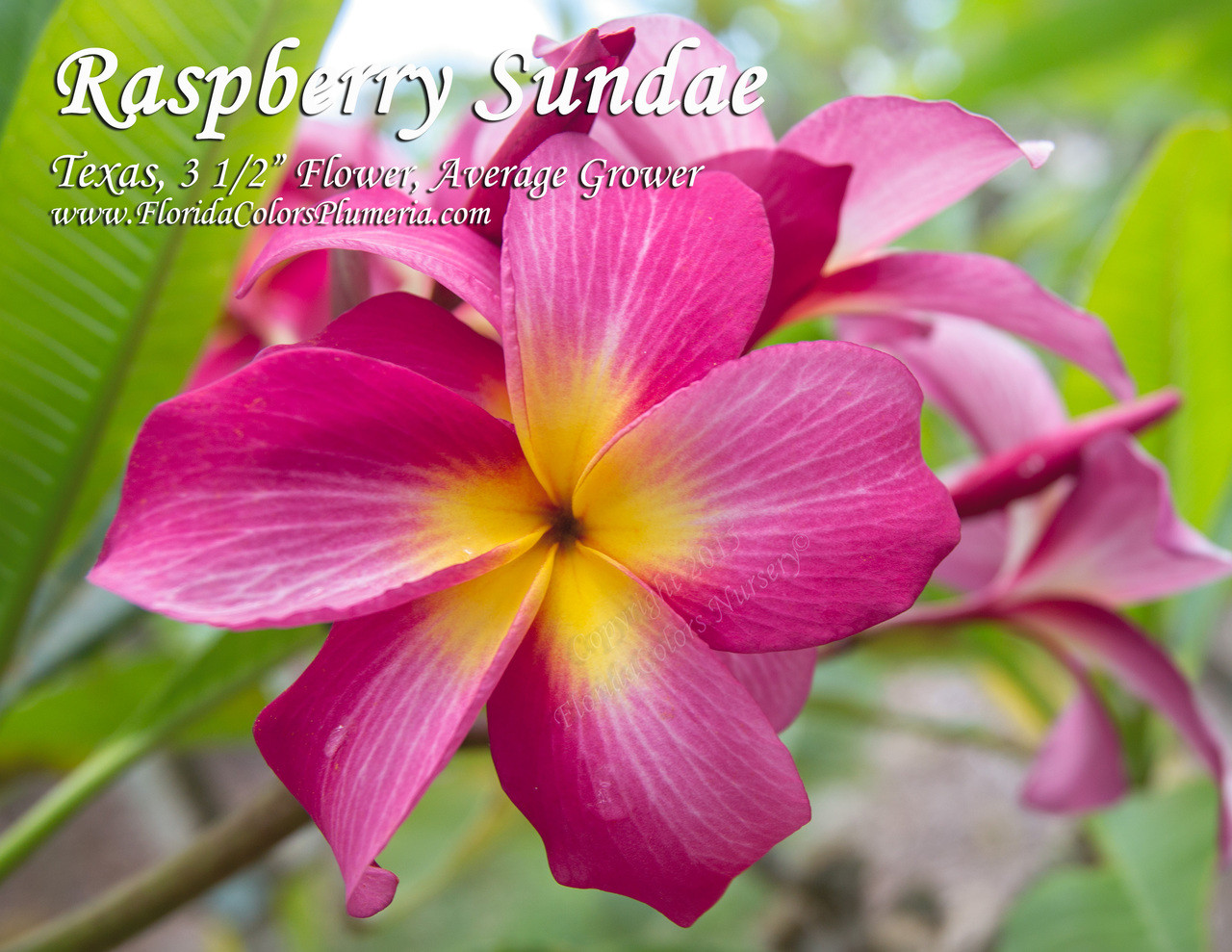 Raspberry Sundae Plumeria