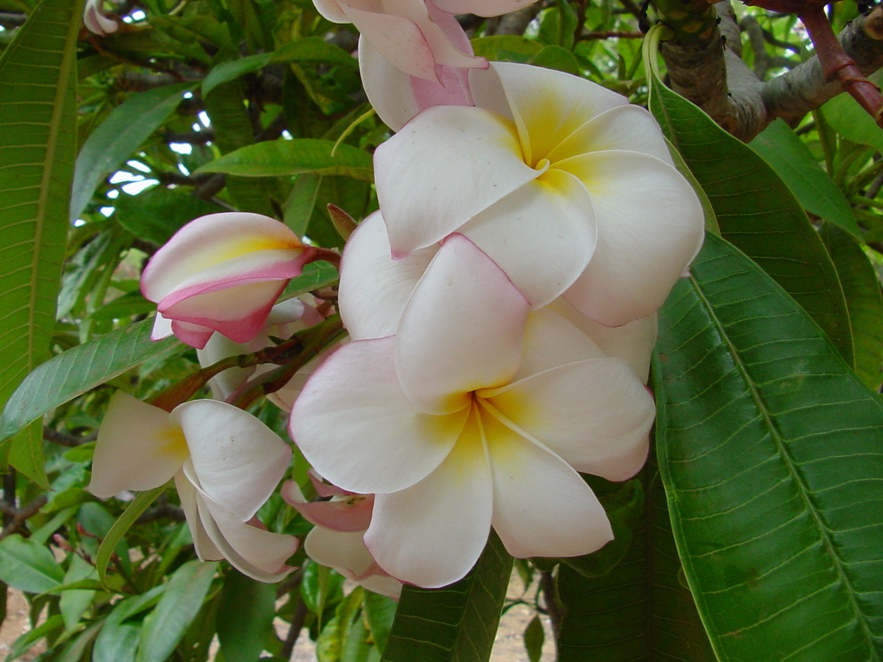 プルメリア Hawaii園芸品種 Daisy Wilcox 苗木 Daisy Wilcox Plumeria
