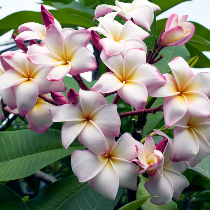 Daisy Wilcox Plumeria
