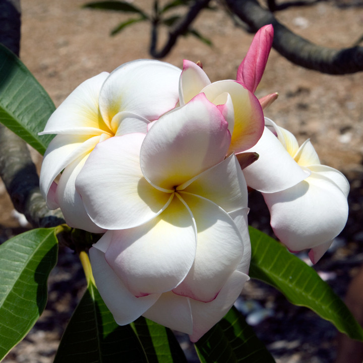 Daisy Wilcox Plumeria
