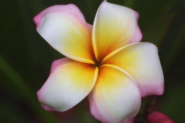 Daisy Wilcox Plumeria
