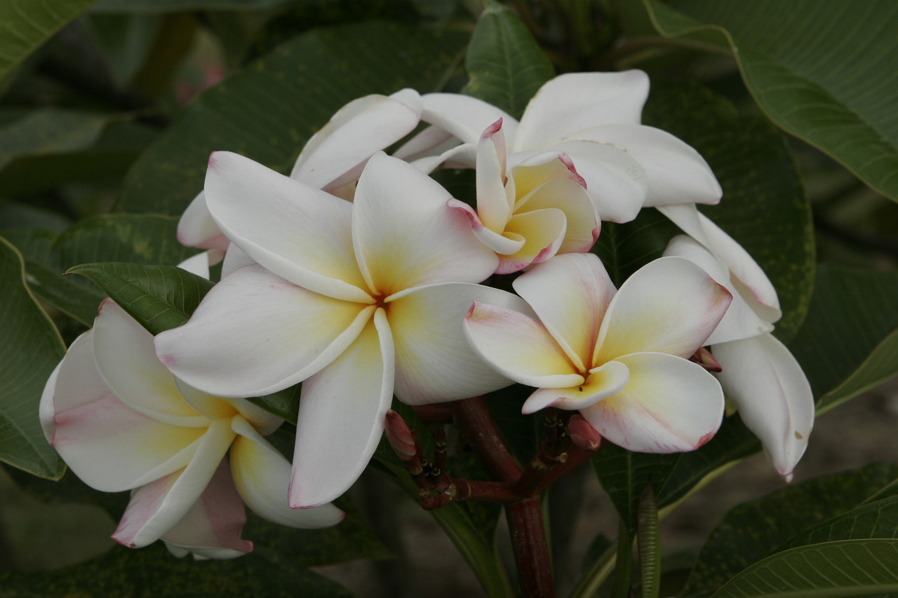 Daisy Wilcox Plumeria