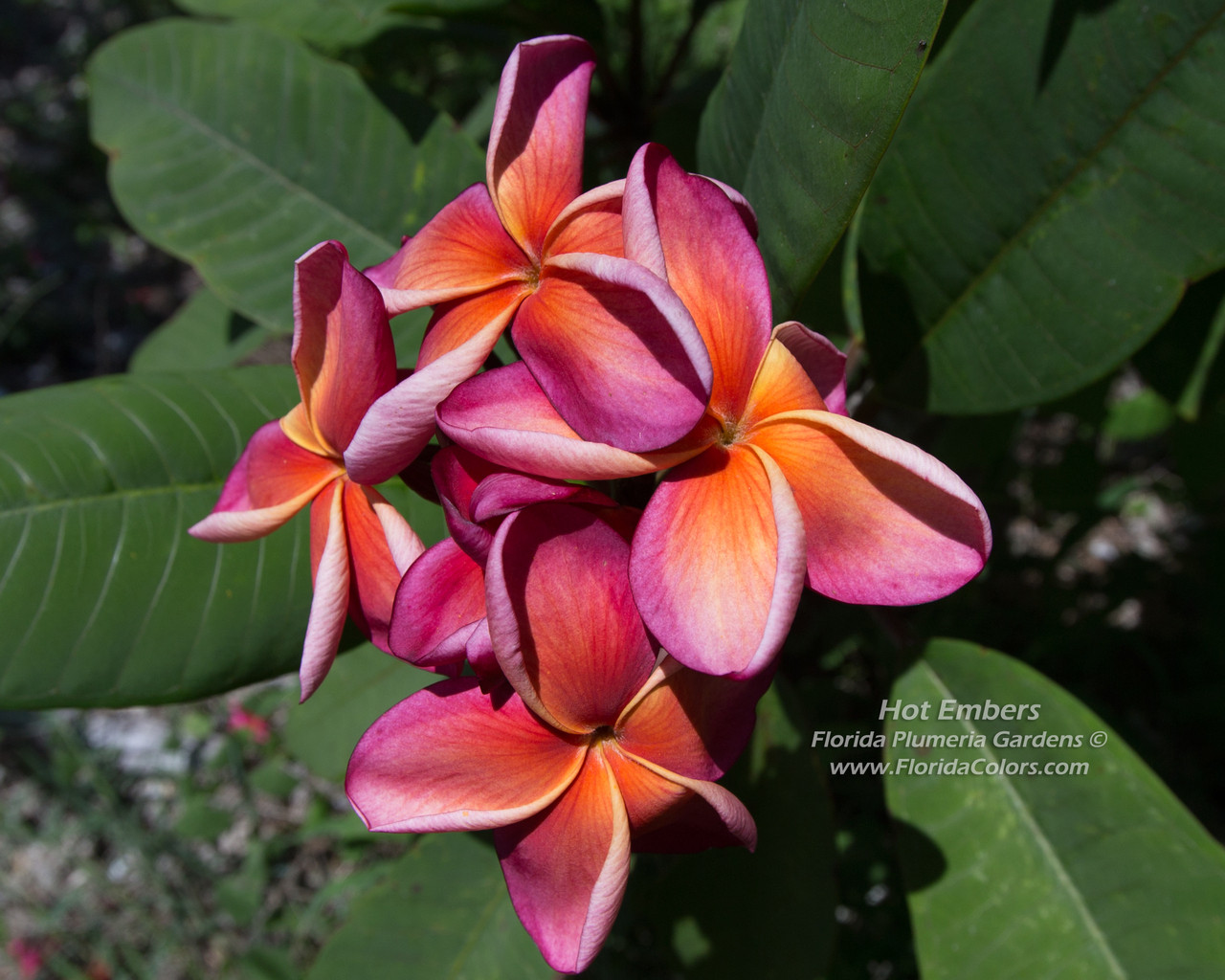 Hot Embers Plumeria Introduced by Florida Colors Nursery