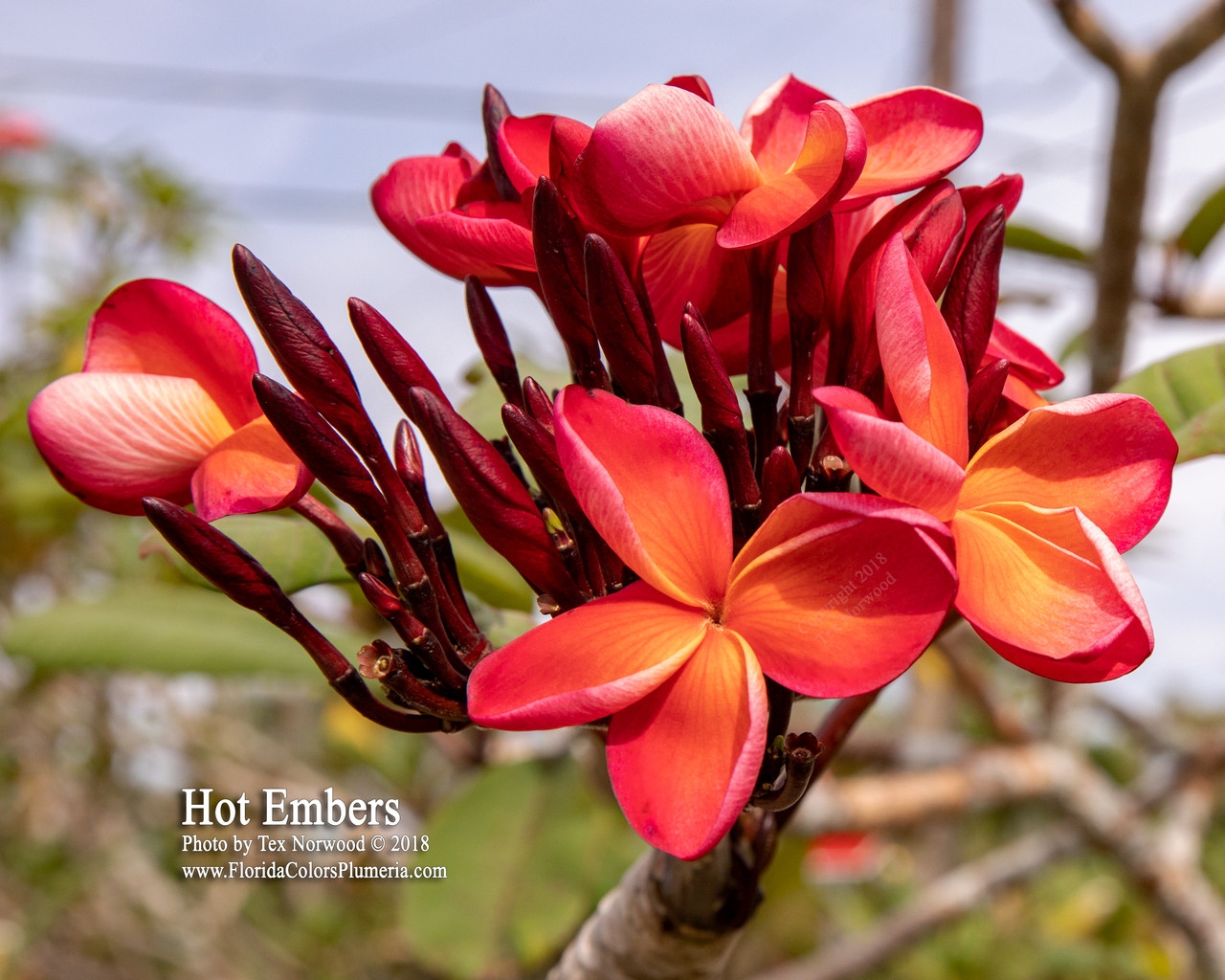 Hot Embers Plumeria Introduced by Florida Colors Nursery