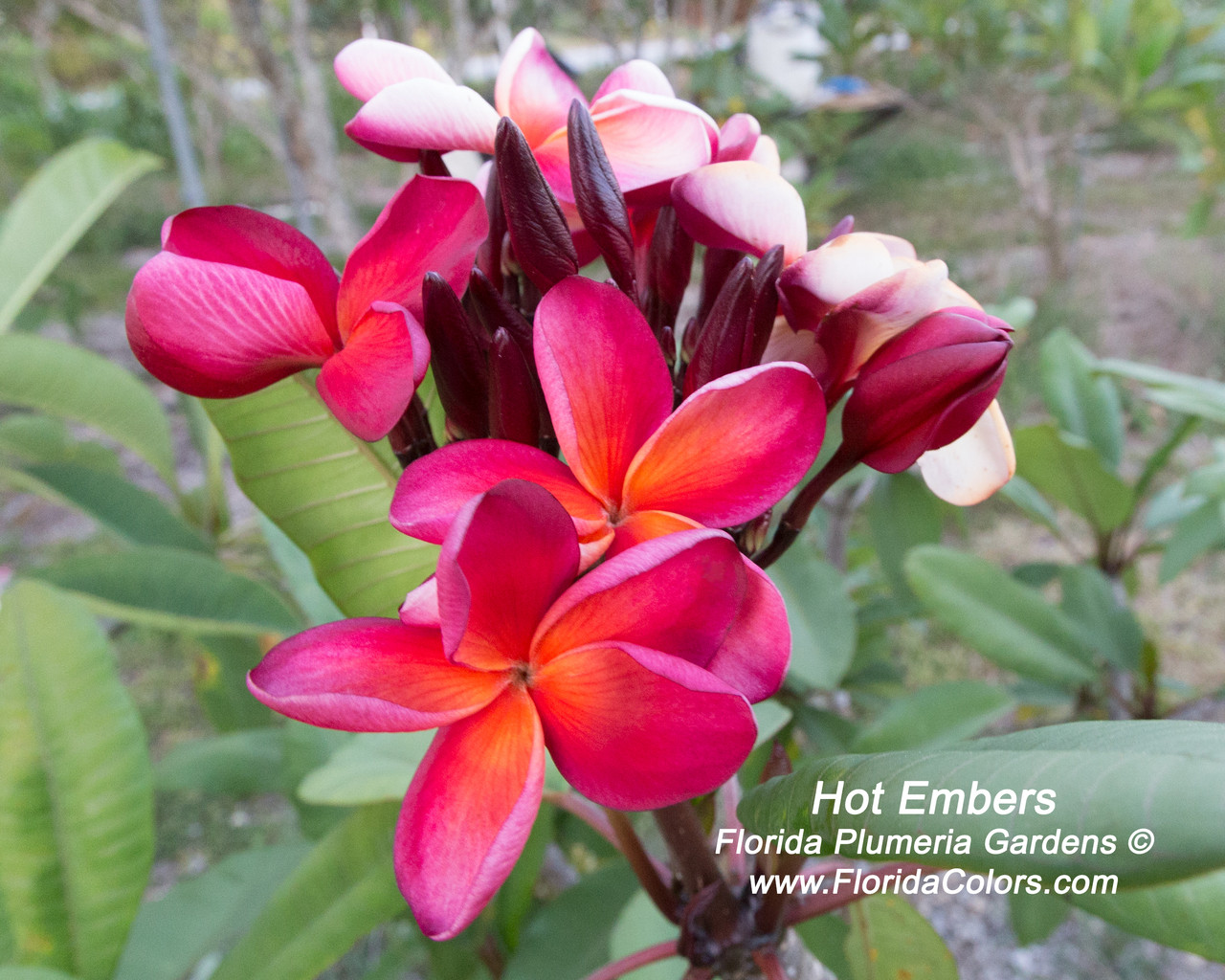 Hot Embers Plumeria Introduced by Florida Colors Nursery