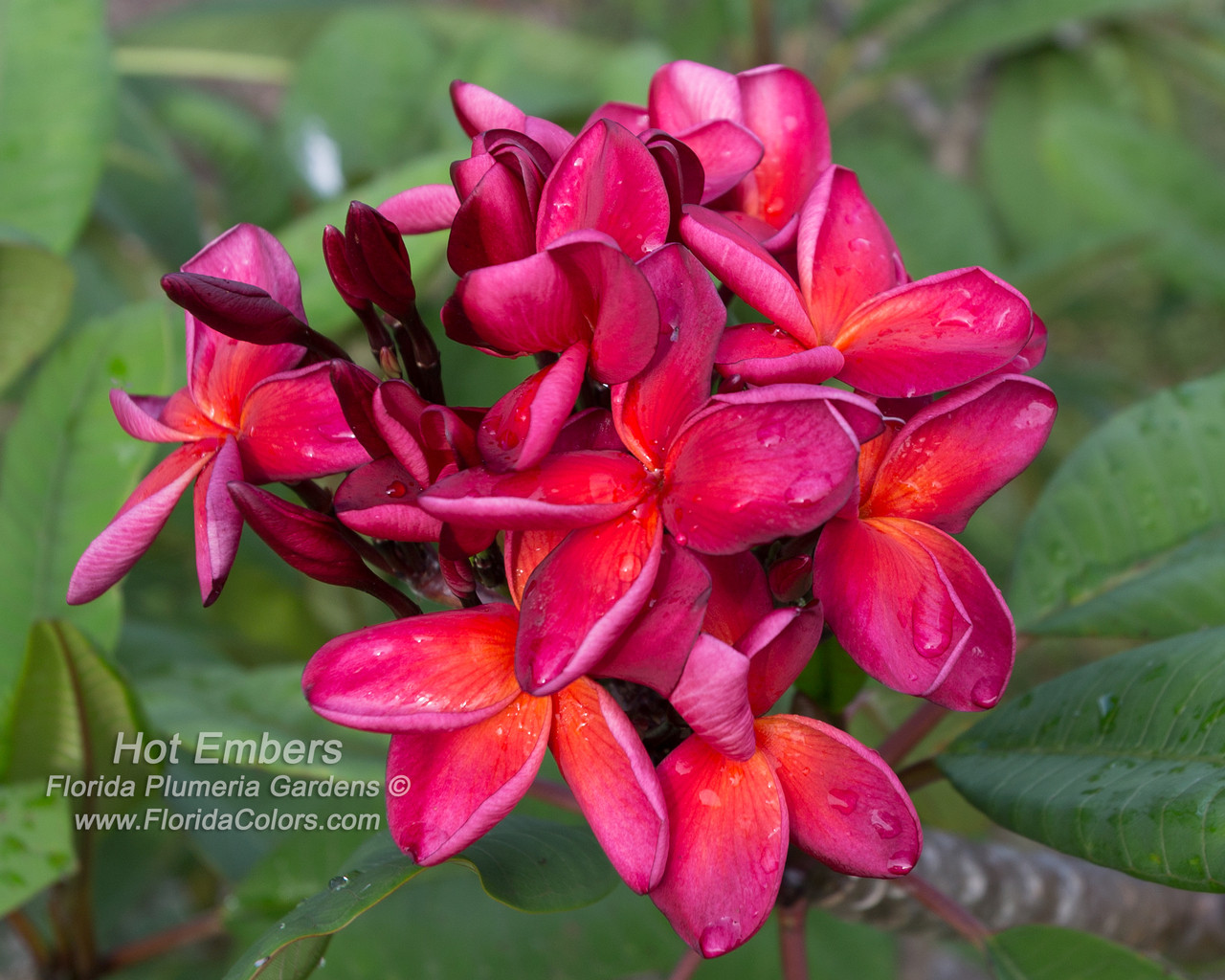 Hot Embers Plumeria Introduced by Florida Colors Nursery
