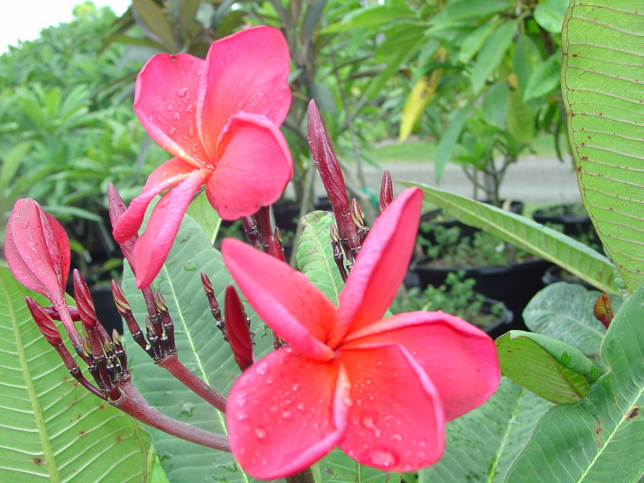 Jack Of Hearts Plumeria Introduced by Jungle Jack