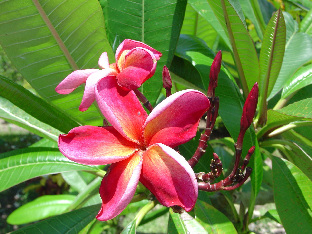 Katie Moragne Plumeria