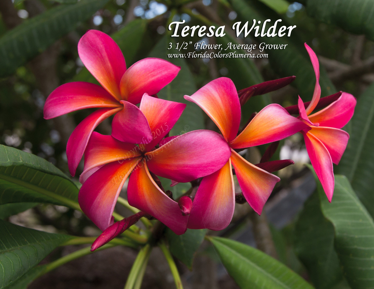 プルメリア 苗/苗木/カット苗/貴重品種 Teresa Wilder Teresa_Wilder_5363__37192.