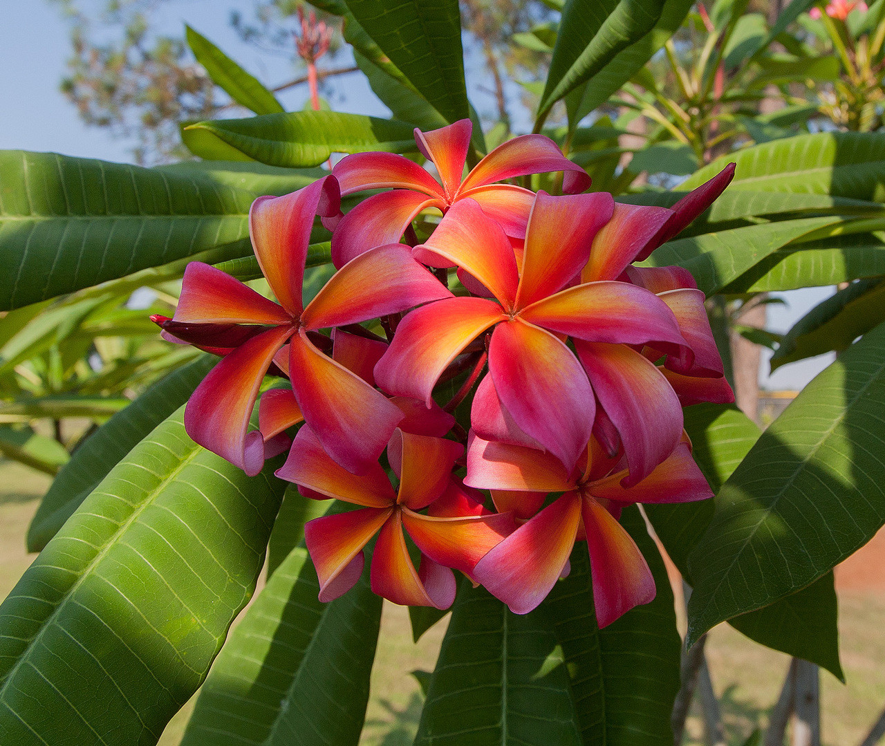 プルメリア 苗/苗木/カット苗/貴重品種 Teresa Wilder Teresa Wilder Plumeria