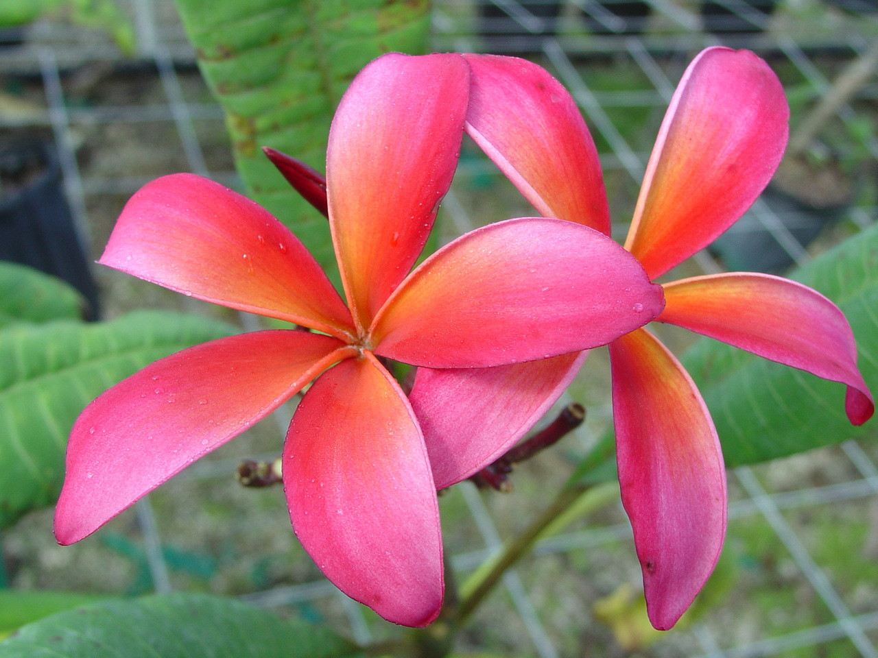 プルメリア 苗/苗木/カット苗/貴重品種 Teresa Wilder Teresa Wilder Plumeria