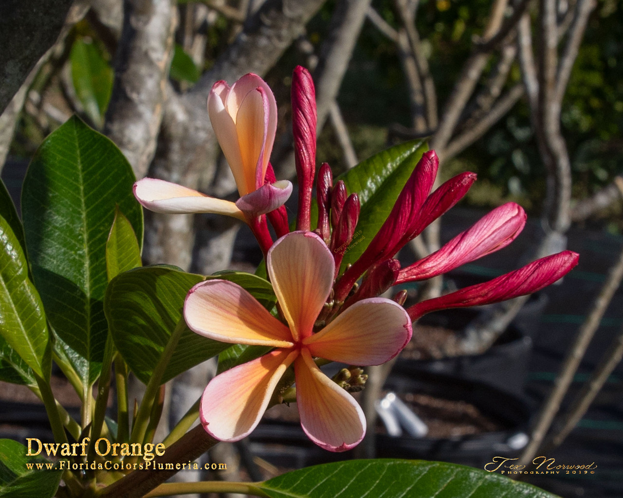 Dwarf Orange Plumeria