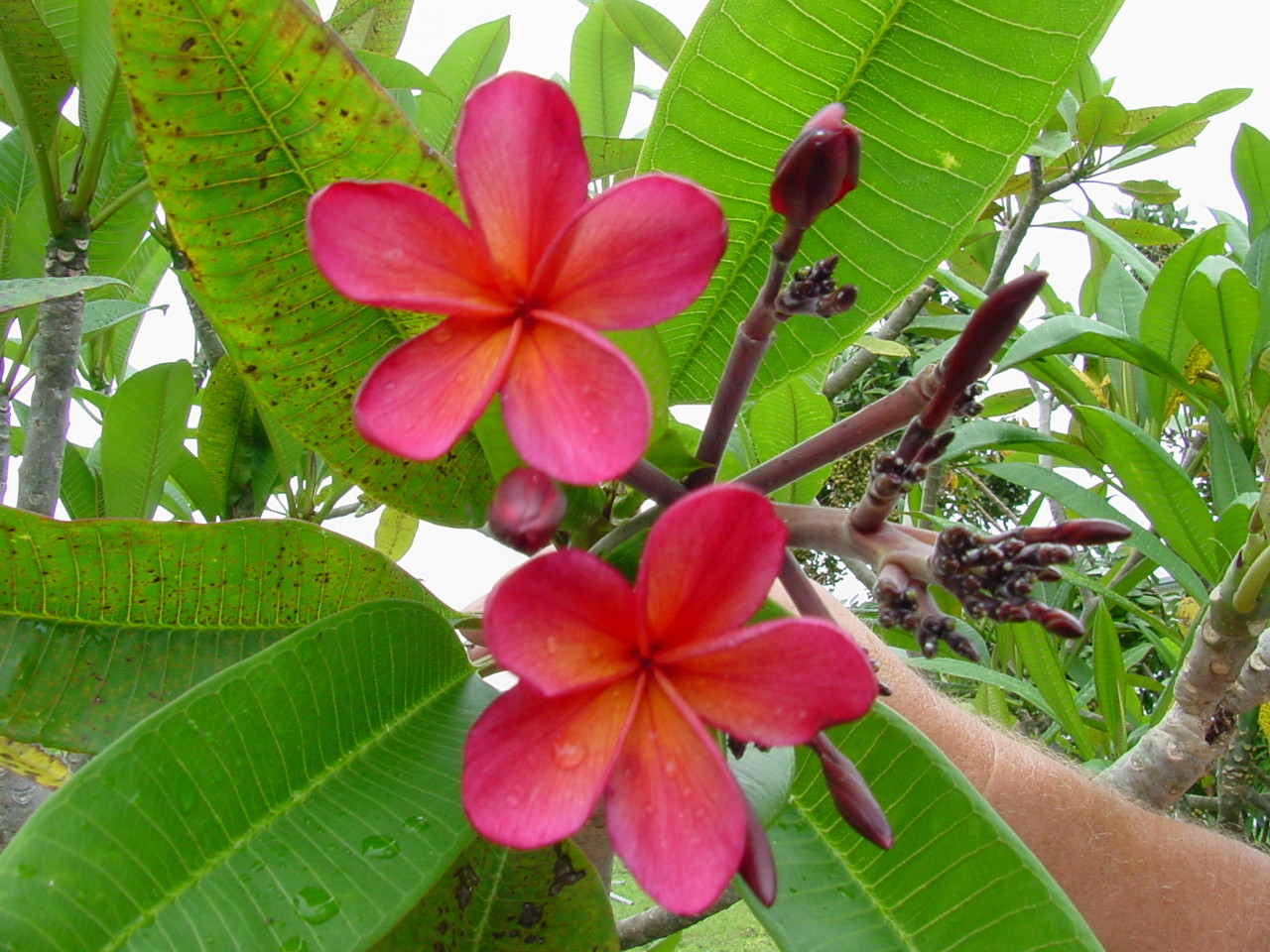Kona Hybrid Plumeria aka Horace Clay