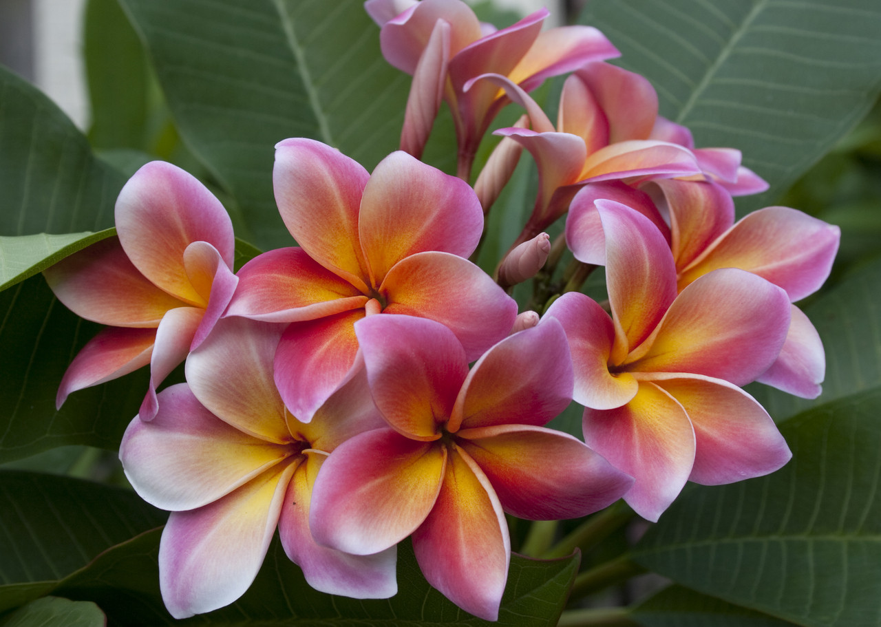 Mardi Gras Plumeria