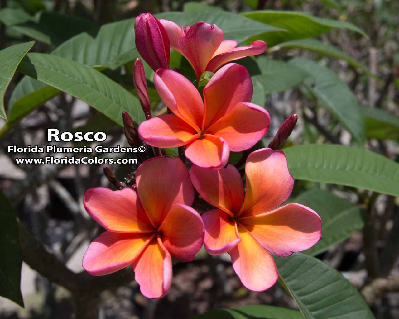 plumeria ページ bonnie_fox__19398.1733420985.