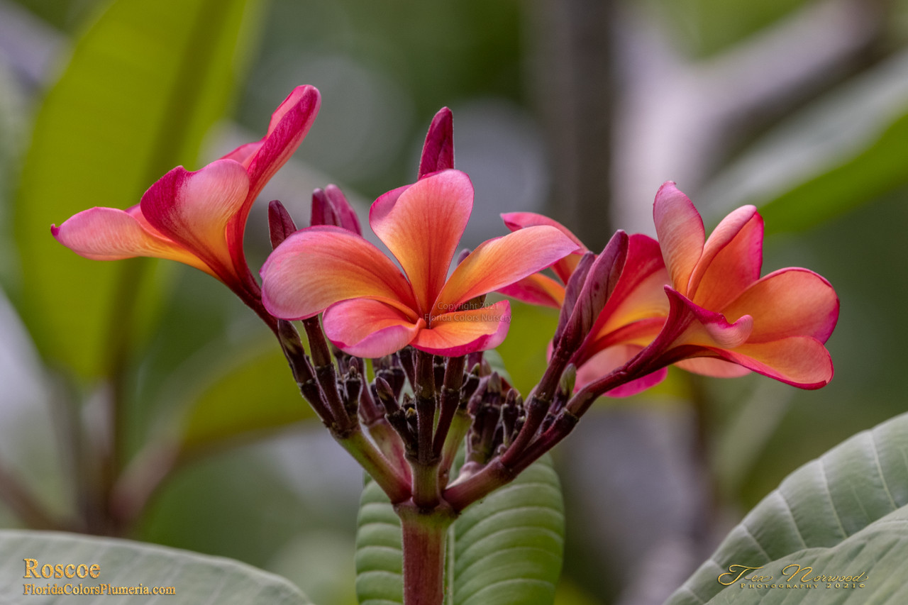 Roscoe aka Tropical Tangerine, Sunburst Glory Plumeria