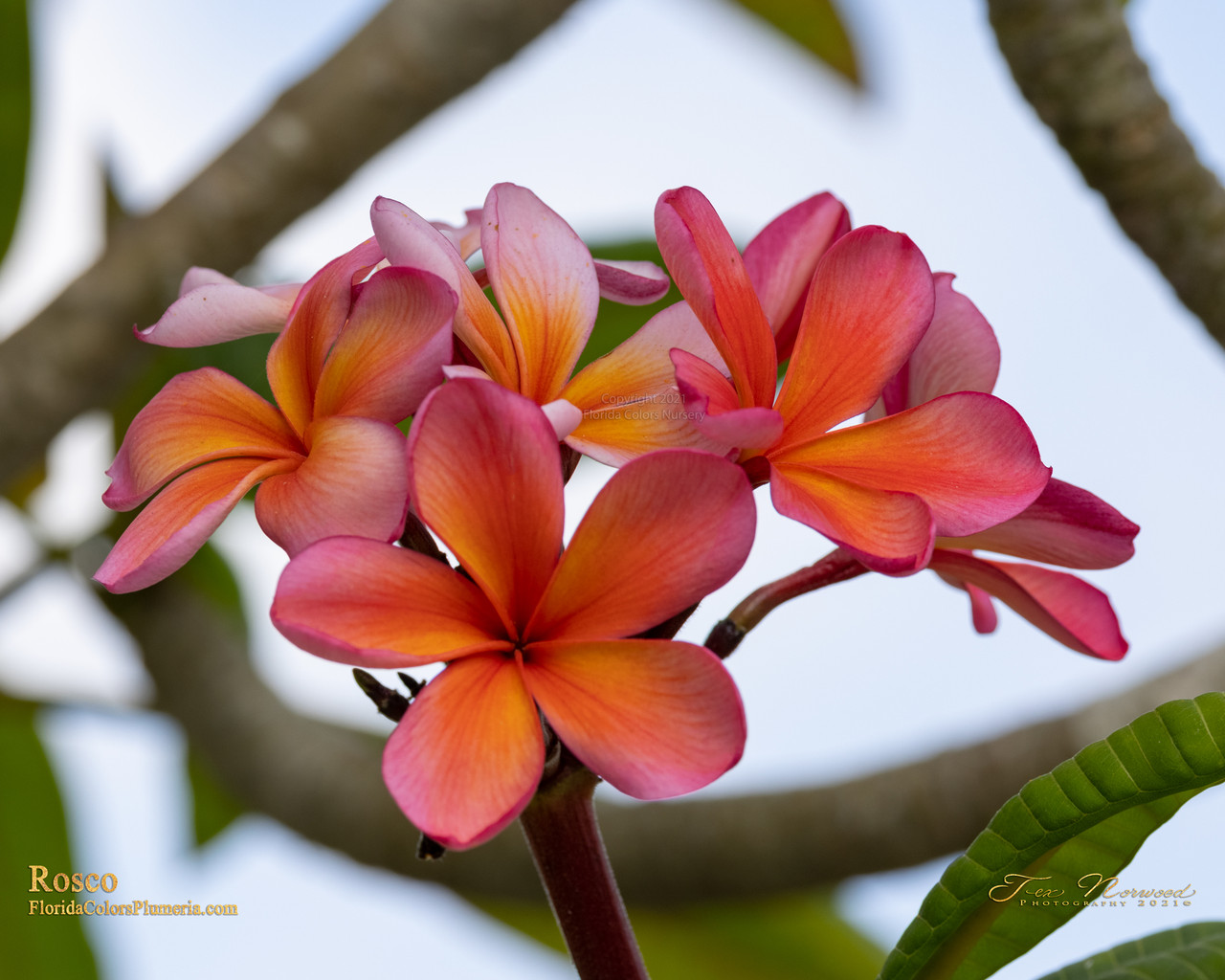 Roscoe Plumeria aka Tropical Tangerine, Sunburst Glory