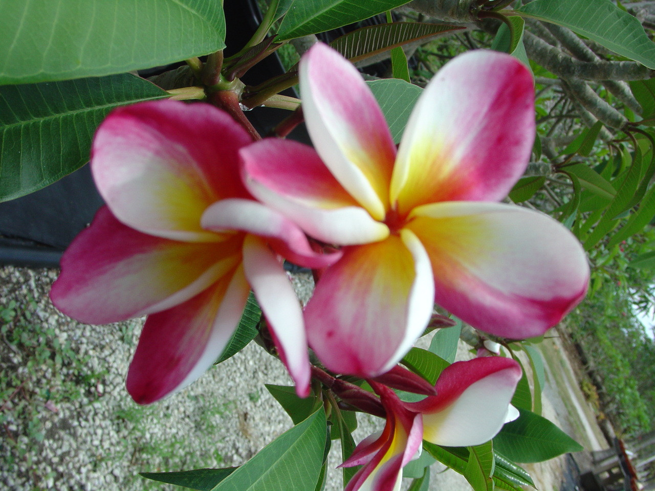 Frangifest Plumeria