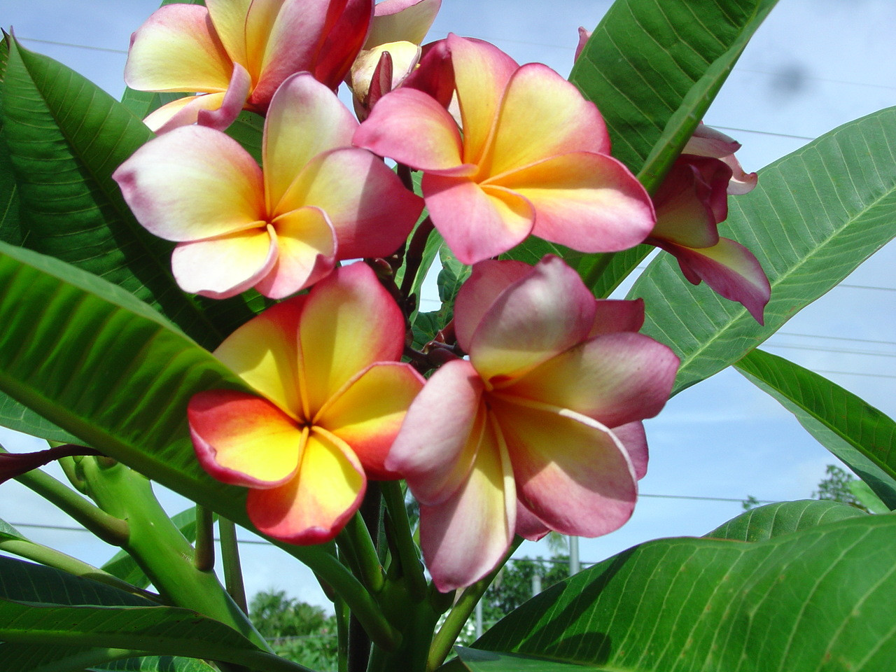 プルメリア　Golb Coast Cotton Candy Gold Coast Cotton Candy Plumeria