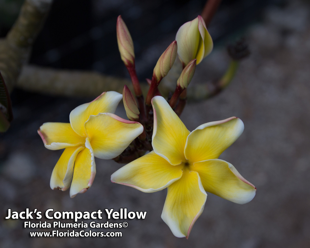 Jack's Compact Yellow Plumeria Introduced by Jungle Jack