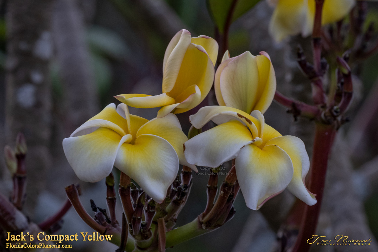 Jack's Compact Yellow Plumeria Introduced by Jungle Jack Jack's Compact Yellow Plumeria Introduced by Jungle Jack