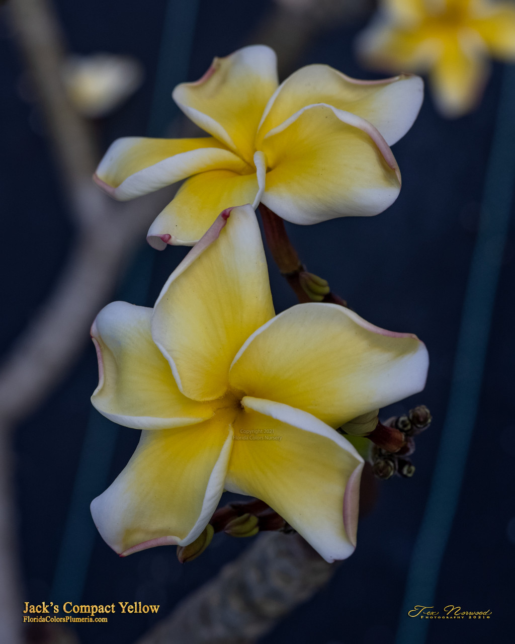 Jack's Compact Yellow Plumeria Introduced by Jungle Jack