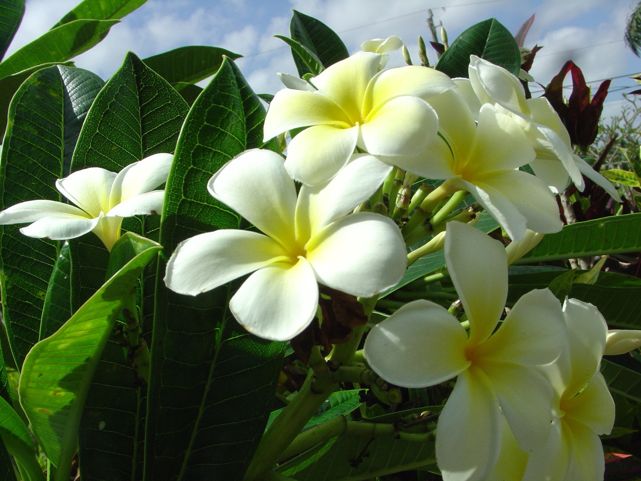 Mele Pa Bowman Plumeria