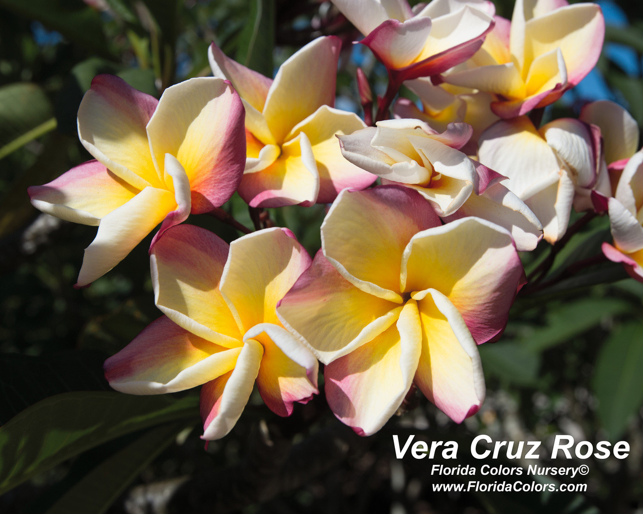 Vera Cruz Rose Plumeria