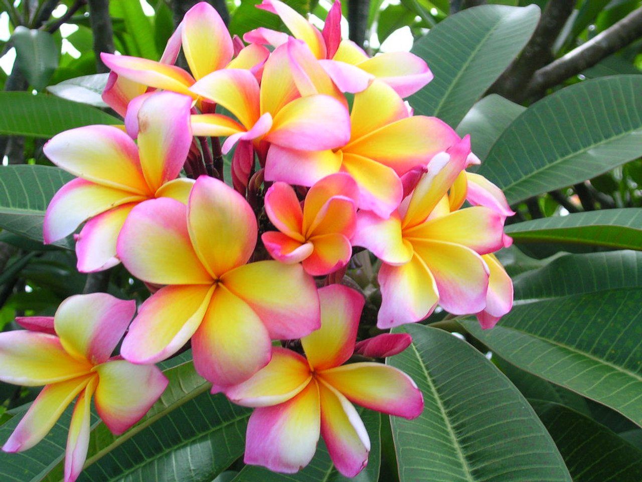 Aussie Confetti Plumeria - Florida Colors Nursery