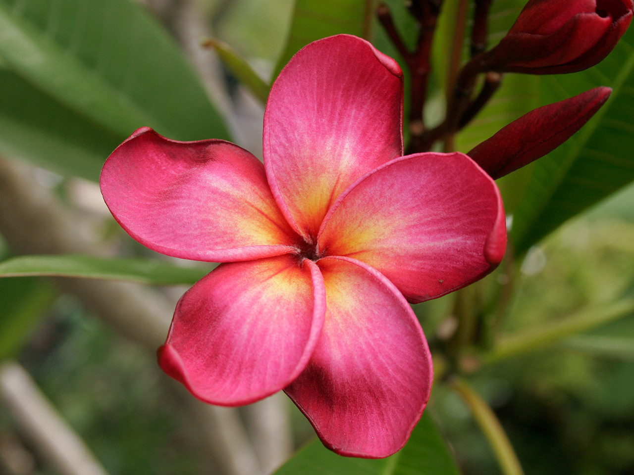 Duke Plumeria Florida Colors Nursery