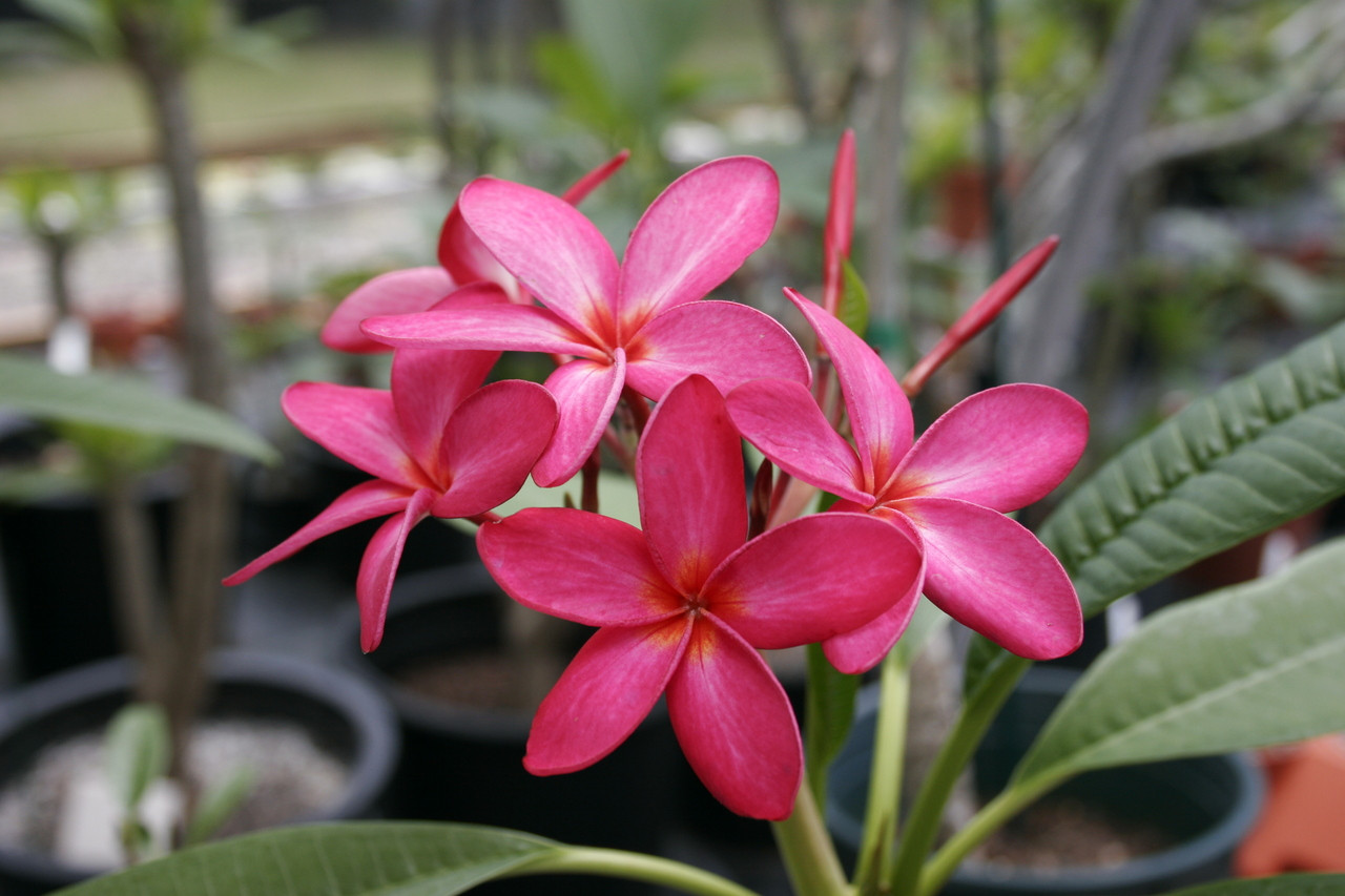 Emerson's Pink Nova Plumeria