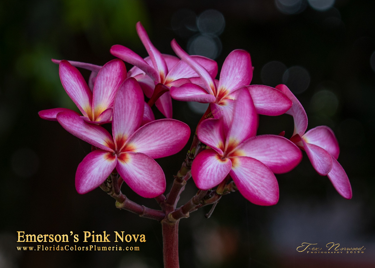 Emerson's Pink Nova Plumeria