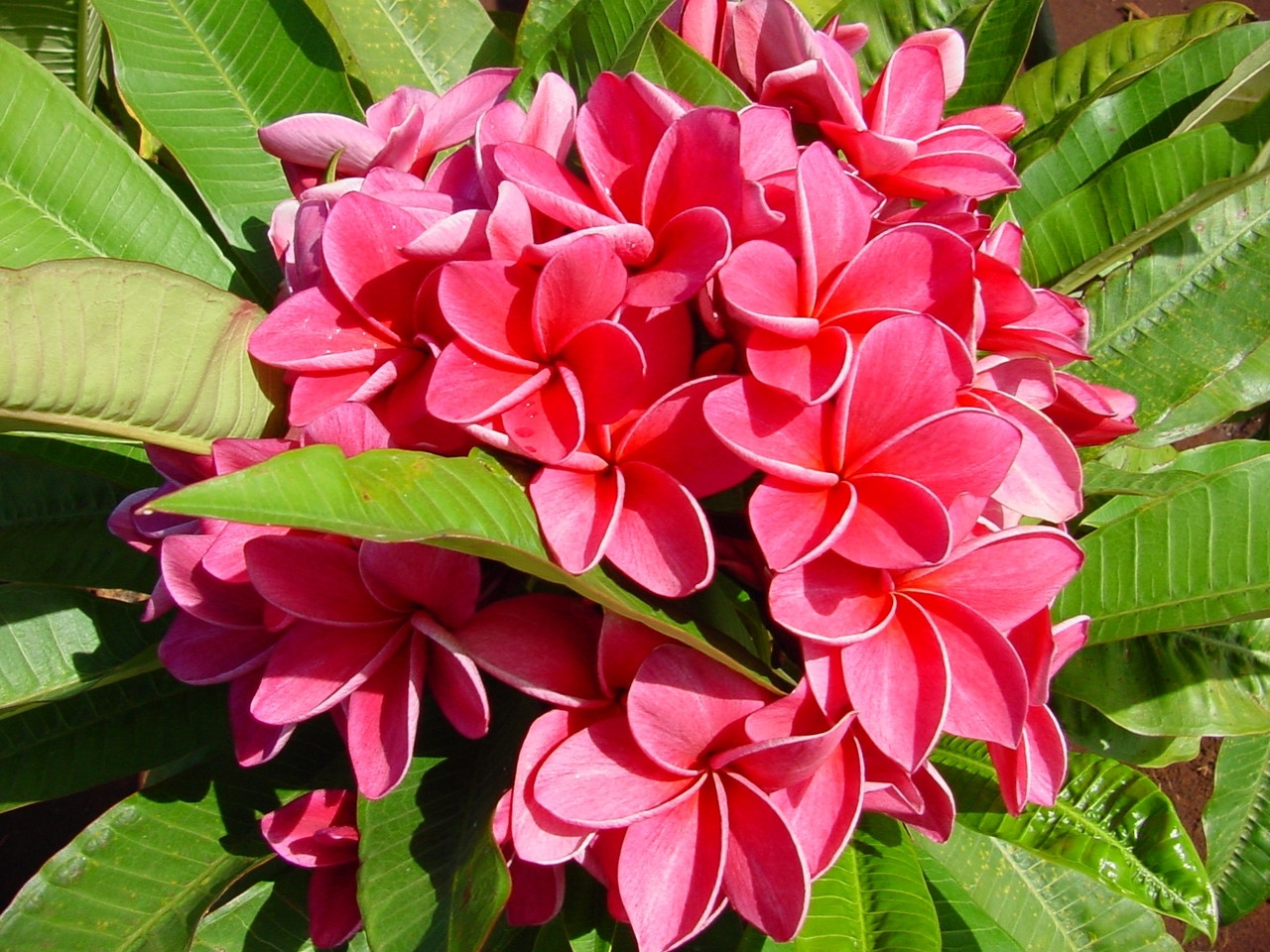 Kimi Moragne Plumeria