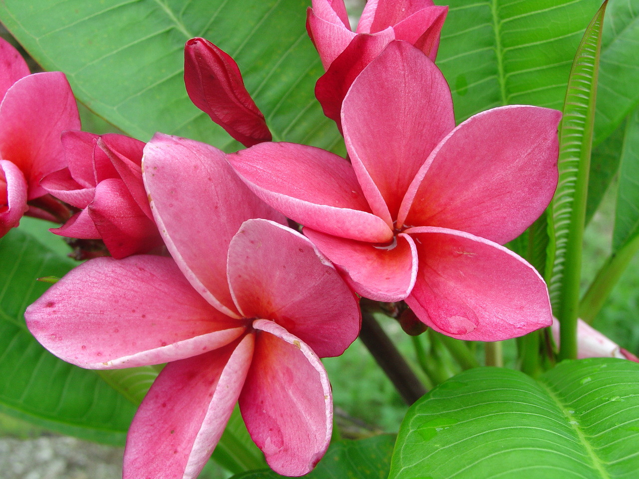 Kimi Moragne Plumeria