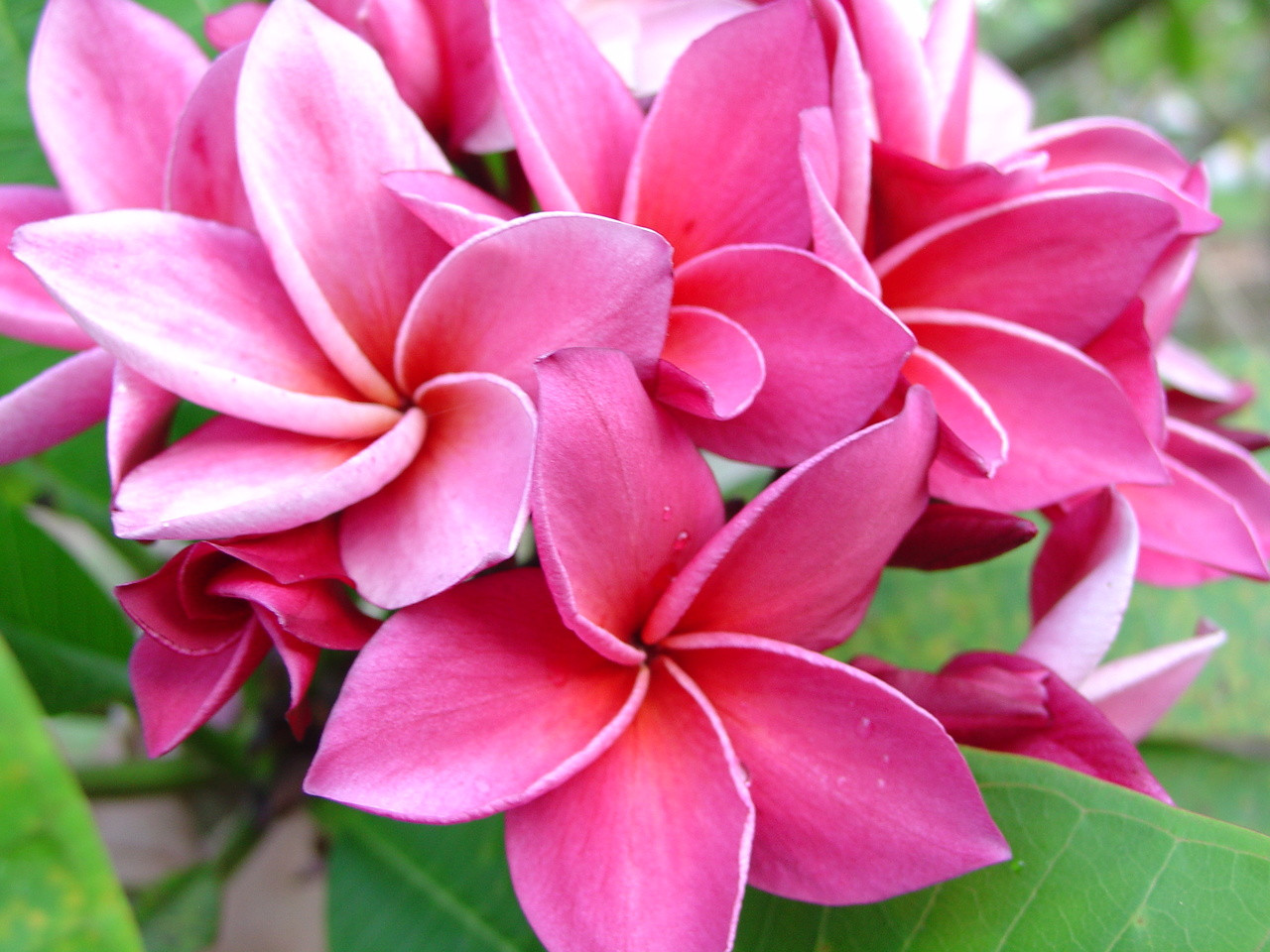 Kimi Moragne Plumeria
