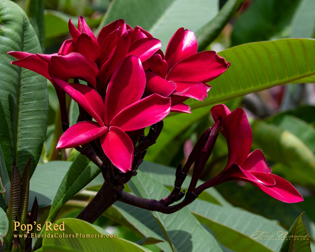 Pops Red Plumeria Florida Colors Nursery